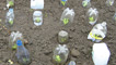 Lettuce plants protected by plastic bottles