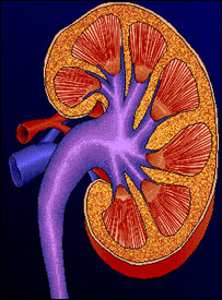 انسانی گردہ 