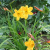 Hemerocallis 'Golden Chimes'