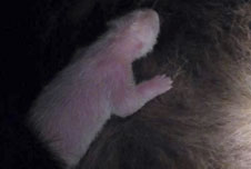 baby panda