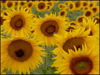 Українські соняшники знову можуть подорожувати світом!