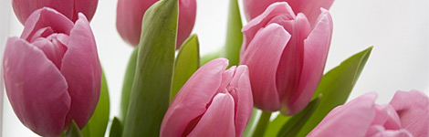 A bunch of pink flowers