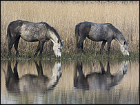 Ray Readhead’s grey mares grazing at Beaulieu