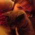Cats eh. This one is camera shy