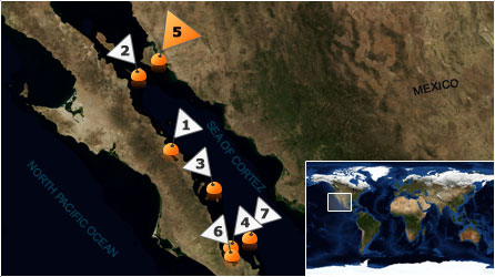 Dive map - Sea of Cortez - Site 5