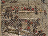 पिजड़े में पंछी