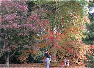 عکس از محمد علی دسترس