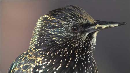 Starling c/o Jaybee and North East Wildlife