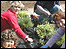 Helping out in the garden