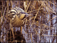 Bittern, Andy Hay, RSPB Images