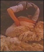 Mae cefn gwladwedi newd yn llwyr