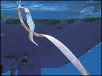 Tentáculo de lula gigante