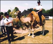 Have you got a licence for that camel, sir?