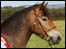 Exmoor Pony
