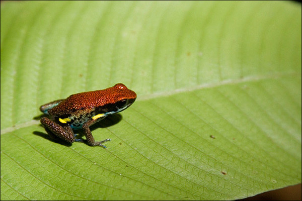 Epipedobates bicolor