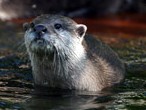 Otter