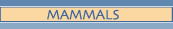 Mammals