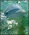 dolphin