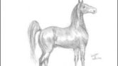 Saddlebred Horse...