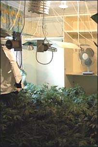 种植大麻的器具