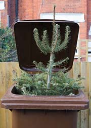 Christmas tree in recylcing bin