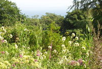 Gerddi gwyllt Plas yn Rhiw