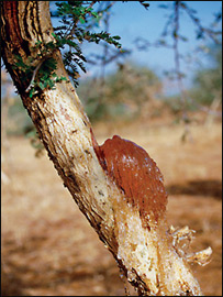  گند (شلم) درخت