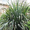 Phormium tenax