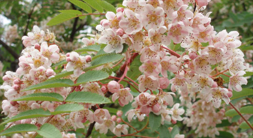 The flowers of Sorbus hupehensis