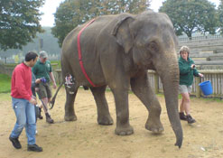 Elephant Chandrika at Woburn Safari Park, UK