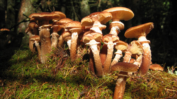 Stuart Szylak of Dunfermline took this photo of fungus on an early morning walk up Ben A'an in the Trossachs. He says, "All was dark in the woodland apart from this group of mushrooms reaching towards the only shaft of early morning sun. Lovely."