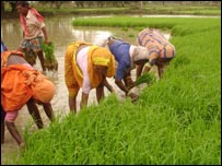 छत्तीसगढ़ के किसान