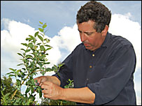 Nick Hewison picking blueberries