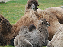 Camels at the Zoo