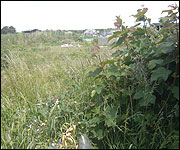 Overgrown allotment