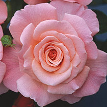 Rosa 'Tickled Pink'