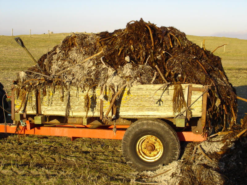 Here we see a trailer full of seaweed from the east beach of Berneray, awaiting tipping and spreading onto the tattie patches.