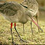 Black Tailed Godwit