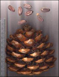 غوزه جلغوزه