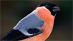 A bullfinch by Lorraine Parker