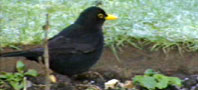 Blackbird