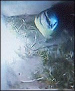 The blue tit setting up home earlier this spring