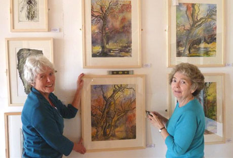 Susan Edwards, assisted by fellow artist Ann Townson, hangs her prints and paintings of some ancient oaks in the Dyffryn Arboretum.