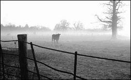 Bull in field