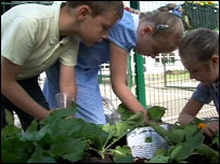 Jones Memorial Primary schoolchildren explore their garden