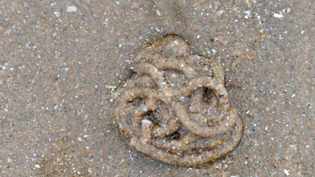 olion Abwyd y traeth