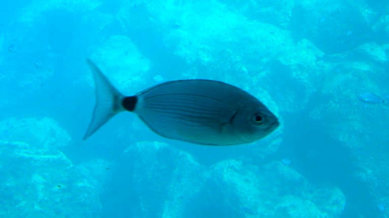 Iasg anns a' Chuan Siar