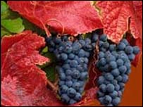 Гроно винограду, символіка Коблево