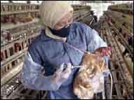 Bird flu
