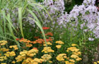 Show garden vote winner (Image: Show garden border)